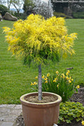  Dwarf Golden Threadleaf Cypress (Single Trunk Topiary Tree) - 6 Gallon Pot