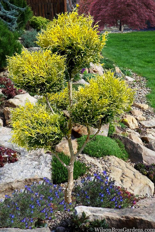  Gold Mop Threadleaf Cypress Tree (Pom Pom Topiary) - 6 Gallon Pot