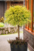  Gold Mop Threadleaf Cypress Tree (Standard Topiary) - 1 Gallon Pot