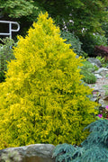  Gold Spangle Sawara Cypress - 1 Gallon Pot