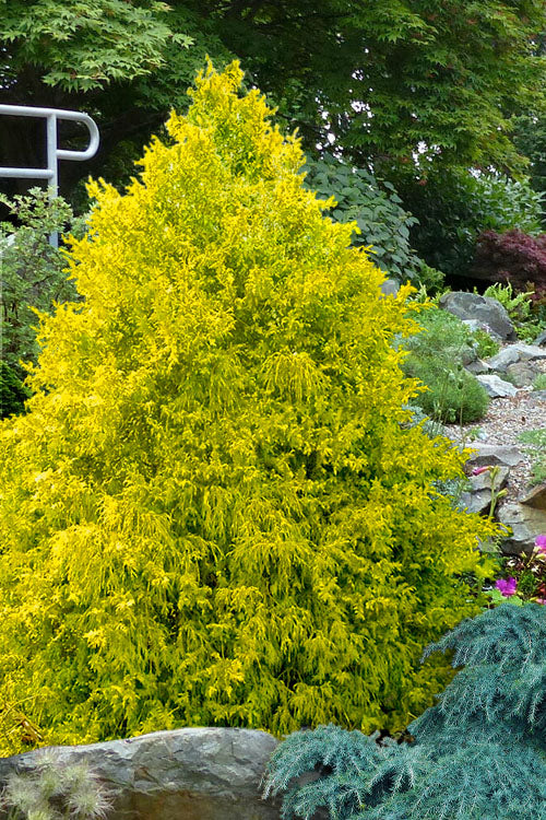  Gold Spangle Sawara Cypress - 1 Gallon Pot