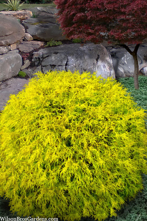  King's Gold Sawara False Cypress - 7 Gallon Pot