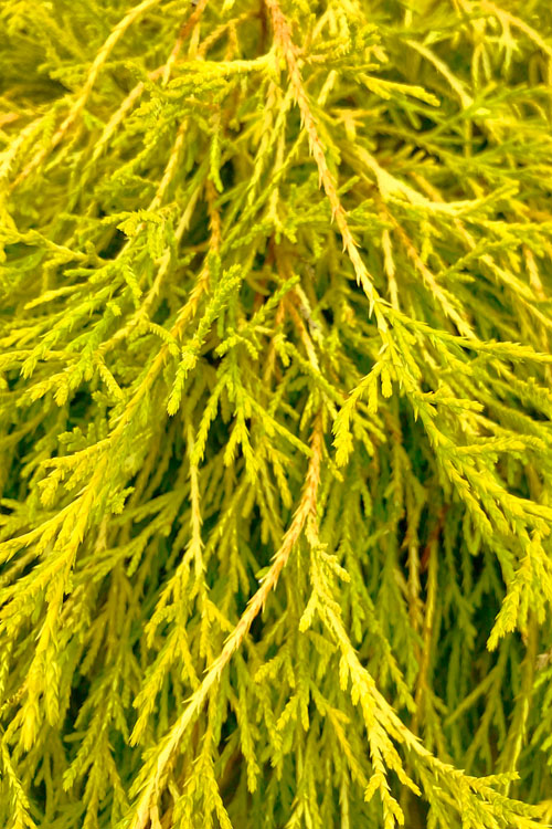 King's Gold Sawara False Cypress - 1 Gallon Pot