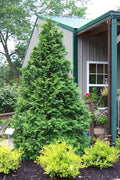  Soft Serve False Cypress - 3 Gallon Pot