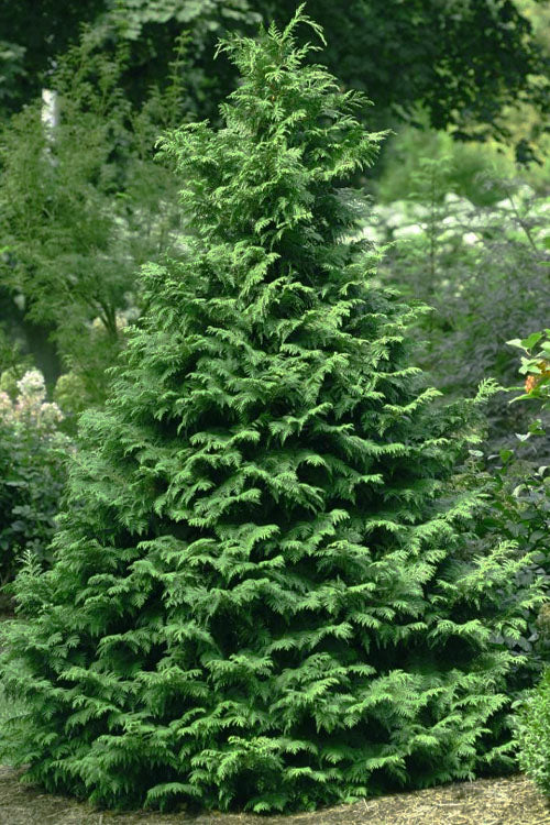  Soft Serve False Cypress - 3 Gallon Pot