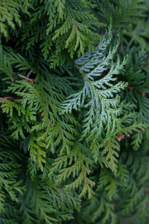  Soft Serve False Cypress - 3 Gallon Pot