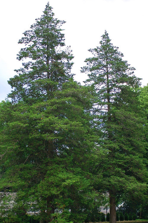  Atlantic White Cedar Tree (Chamaecyparis Thyoides) - 1 Gallon Pot