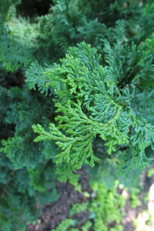  Atlantic White Cedar Tree (Chamaecyparis Thyoides) - 1 Gallon Pot
