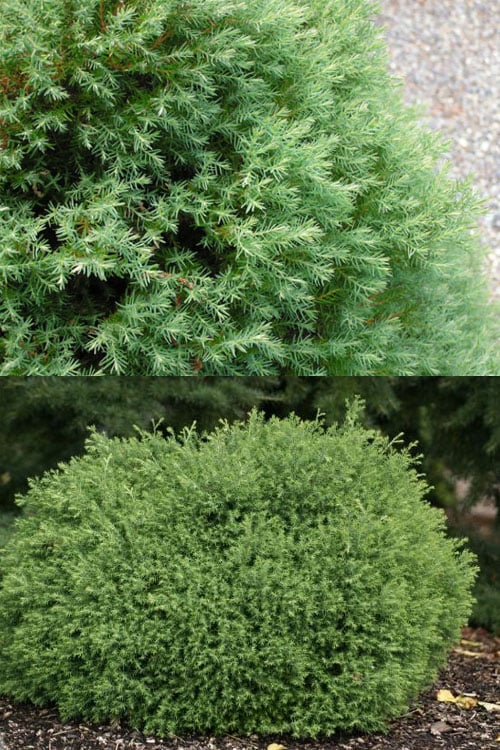  Heatherbun Atlantic White Cedar (Chamaecyparis Thyiodes) - 2 Gallon Pot 