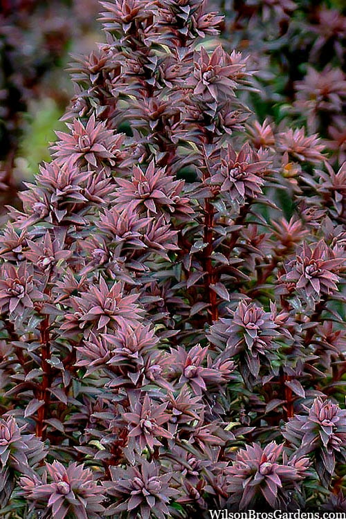  Red Star Cedar - 1 Gallon Pot