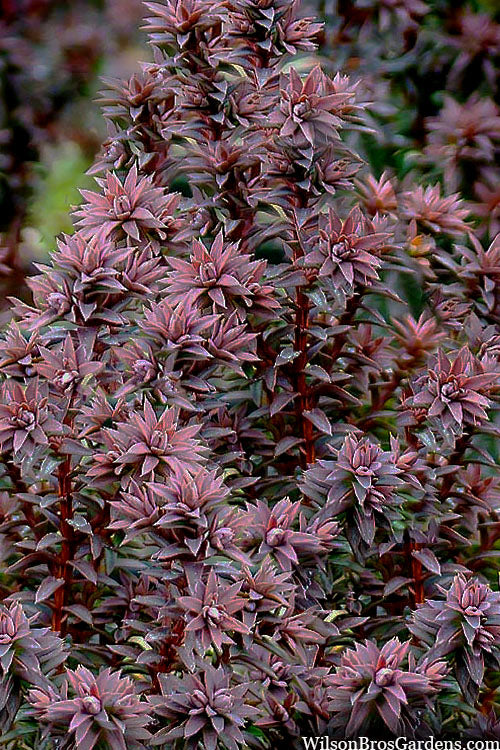  Red Star Cedar - 5 Gallon Pot