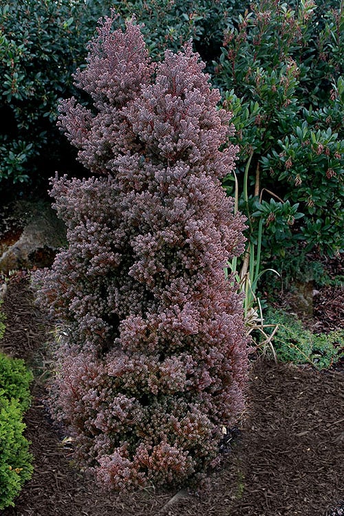  Red Star Cedar - 1 Gallon Pot