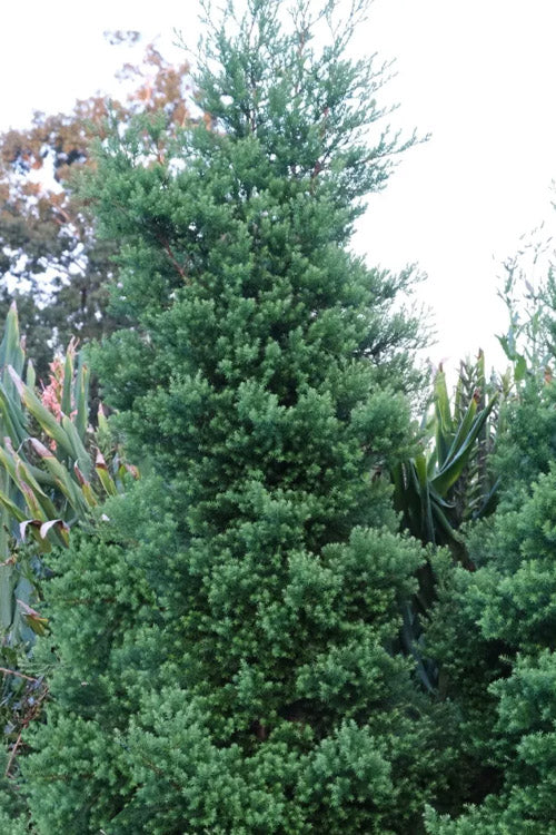  Red Velvet Cedar - 1 Gallon Pot