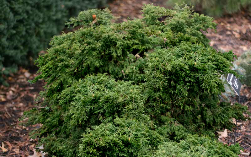  Dwarf Twisted Hinoki Cypress (Chameacyparis Obtusa 'Torulosa Nana') - 3 Gallon Pot