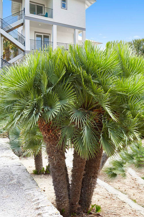  European Fan Palm - 7 Gallon Pot