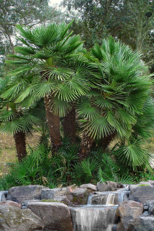  European Fan Palm - 7 Gallon Pot