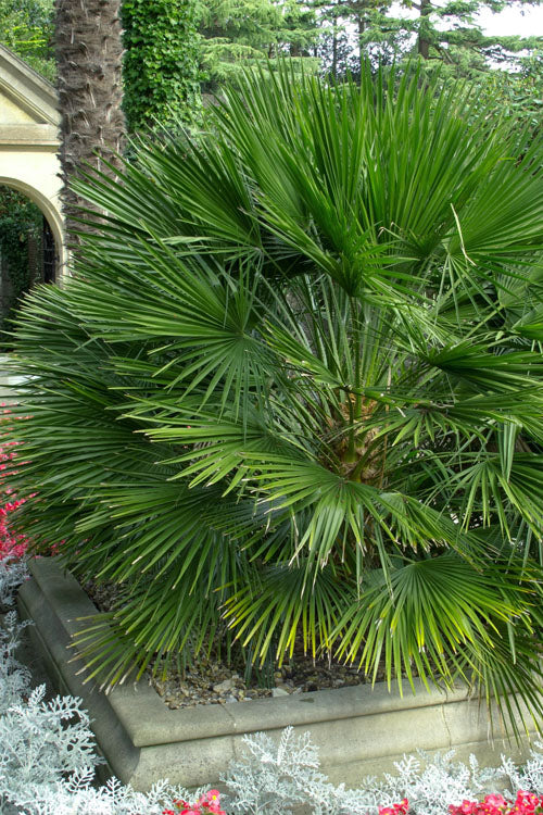  European Fan Palm - 7 Gallon Pot