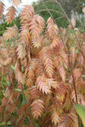  Upland Sea Oats (Chasmanthium Latifolium) - 5 Pack Of Quart Pots