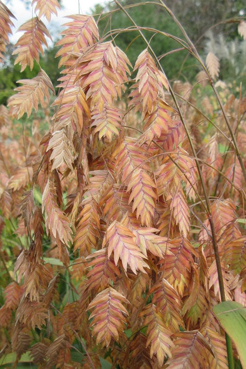  Upland Sea Oats (Chasmanthium Latifolium) - 8 Pack Of 1 Gallon Pots