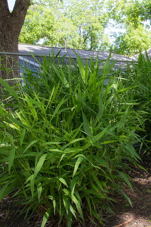  Upland Sea Oats (Chasmanthium Latifolium) - 6 Pack Of 1 Gallon Pots