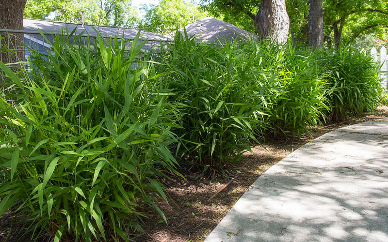  Upland Sea Oats (Chasmanthium Latifolium) - 8 Pack Of 1 Gallon Pots