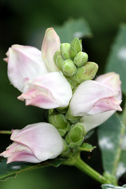  White Turtlehead Plant (Chelone) - 6 Pack Of 1 Gallon Pots