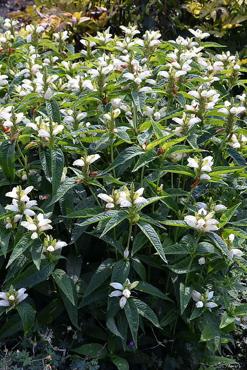 White Turtlehead Plant (Chelone) - 1 Gallon Pot