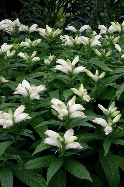  White Turtlehead Plant (Chelone) - 1 Gallon Pot