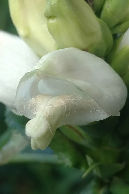  White Turtlehead Plant (Chelone) - 6 Pack Of 1 Gallon Pots
