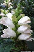  White Turtlehead Plant (Chelone) - 6 Pack Of 1 Gallon Pots