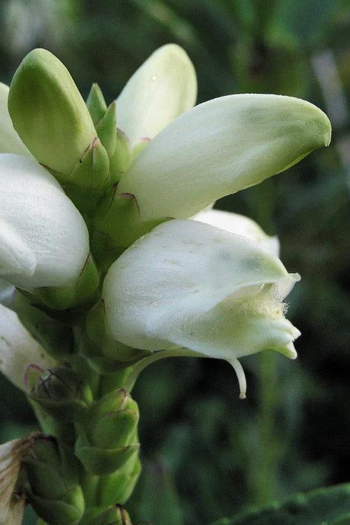  White Turtlehead Plant (Chelone) - 1 Gallon Pot