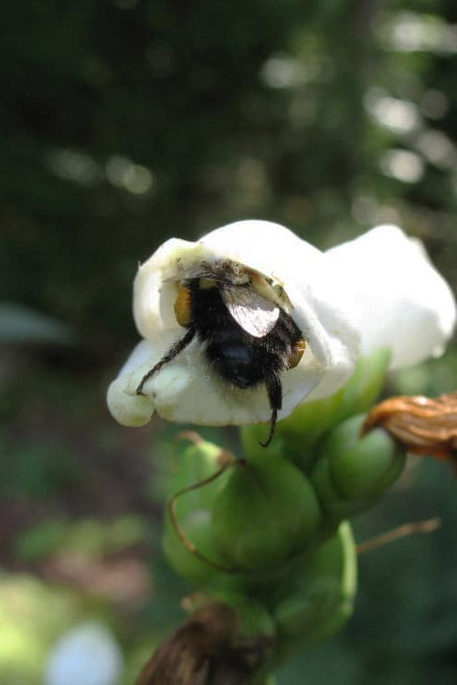  White Turtlehead Plant (Chelone) - 6 Pack Of 1 Gallon Pots