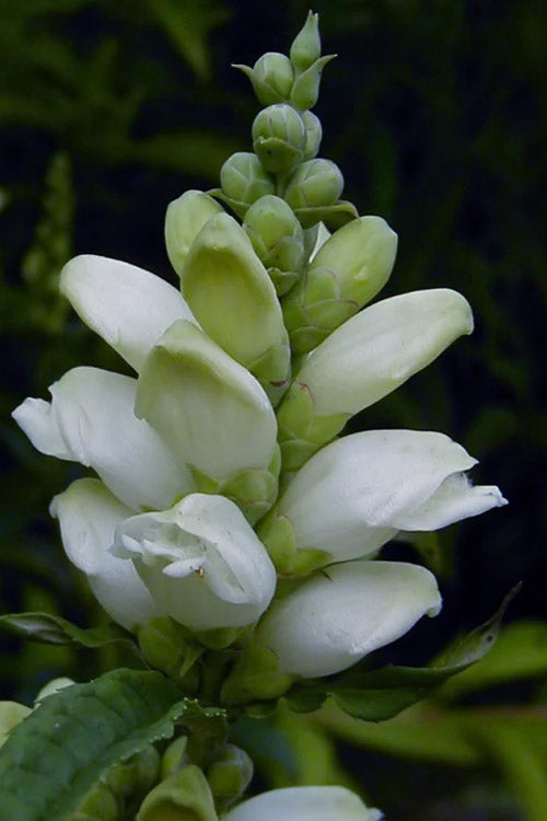  White Turtlehead Plant (Chelone) - 6 Pack Of 1 Gallon Pots