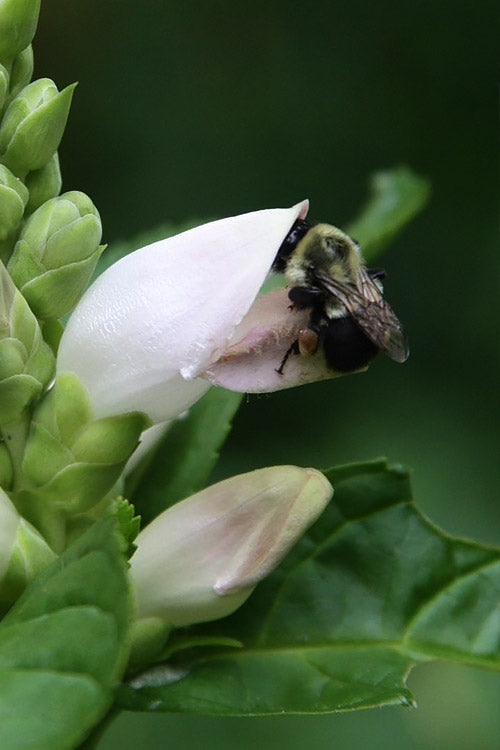  White Turtlehead Plant (Chelone) - 1 Gallon Pot