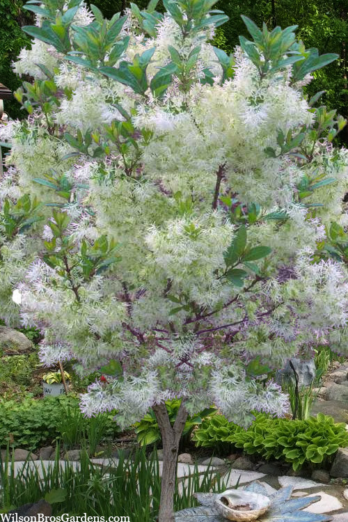  Pygmy Fringetree (Single Trunk Tree Form) - 2 Gallon Pot
