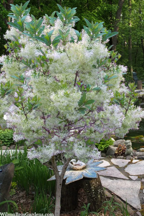  Pygmy Fringetree (Single Trunk Tree Form) - 2 Gallon Pot