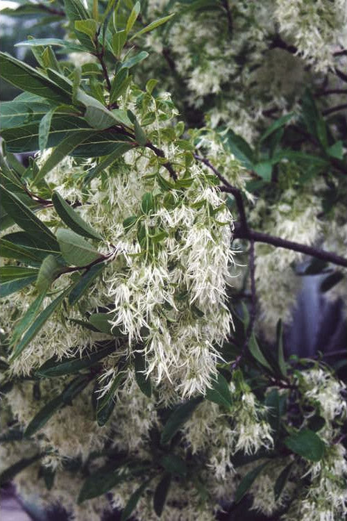  Pygmy Fringetree (Single Trunk Tree Form) - 2 Gallon Pot