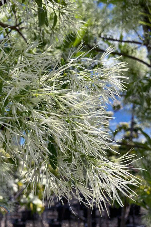  Pygmy Fringetree (Single Trunk Tree Form) - 2 Gallon Pot