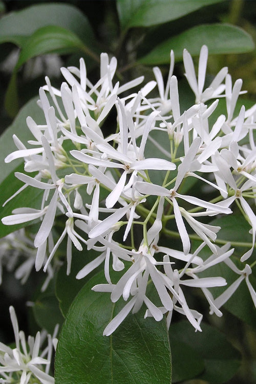  China Doll Fringetree - 2 Gallon Pot
