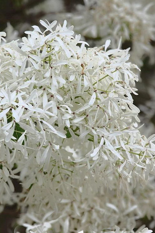  China Snow Chinese Fringe Tree (Chionanthus Retusus) - 7 Gallon Pot (6-7')