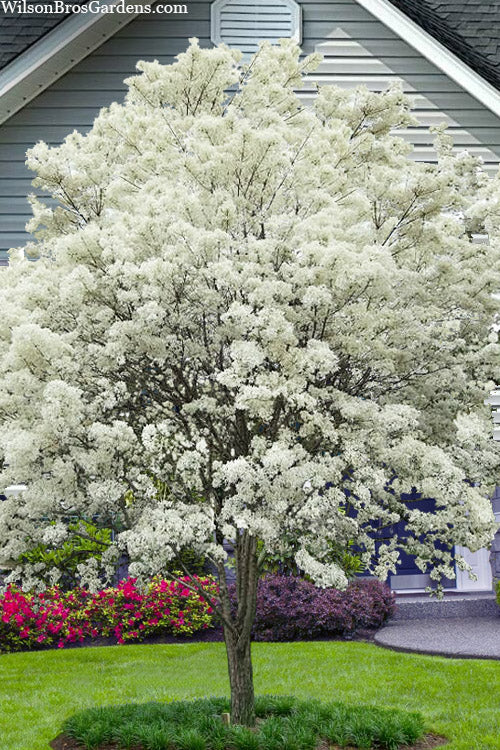  China Snow Chinese Fringe Tree (Chionanthus Retusus) - 7 Gallon Pot (6-7')