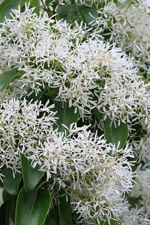  China Snow Chinese Fringe Tree (Chionanthus Retusus) - 7 Gallon Pot (5-6')