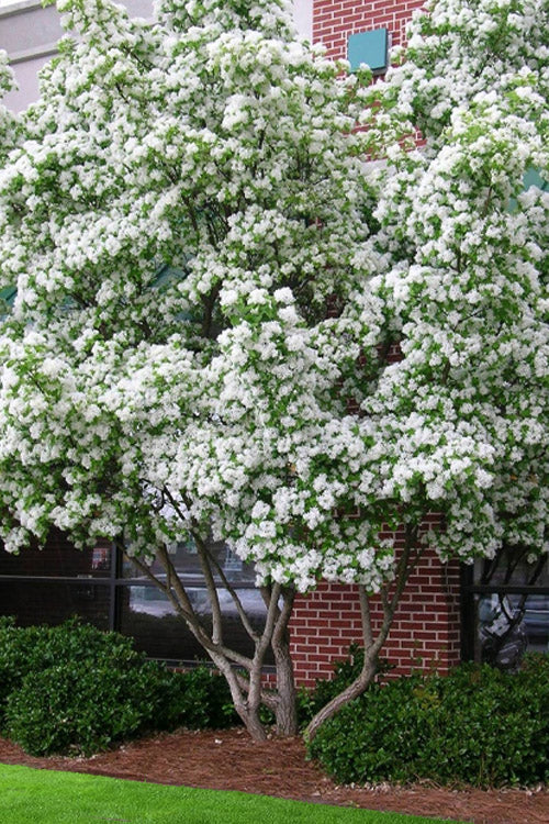  Chinese Fringe Tree - Chionanthus Retusus - 7 Gallon Pot (5-6')