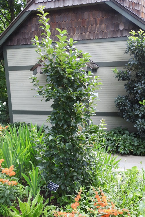  Tokyo Tower Chinese Fringe Tree (Chionanthus Retusus) - 7 Gallon Pot (2-3')