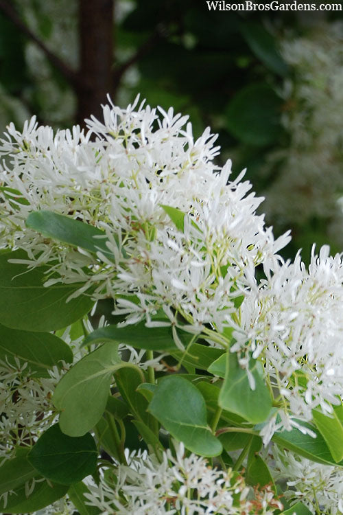  Tokyo Tower Chinese Fringe Tree (Chionanthus Retusus) - 7 Gallon Pot (2-3')