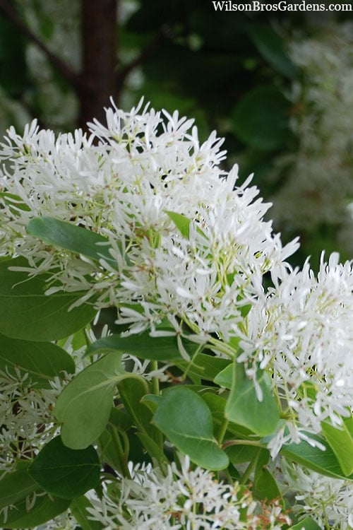  Tokyo Tower Chinese Fringe Tree (Chionanthus Retusus) - 7 Gallon Pot (4-5')