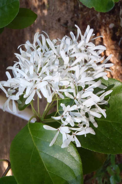  Tokyo Tower Chinese Fringe Tree (Chionanthus Retusus) - 7 Gallon Pot (6-7')