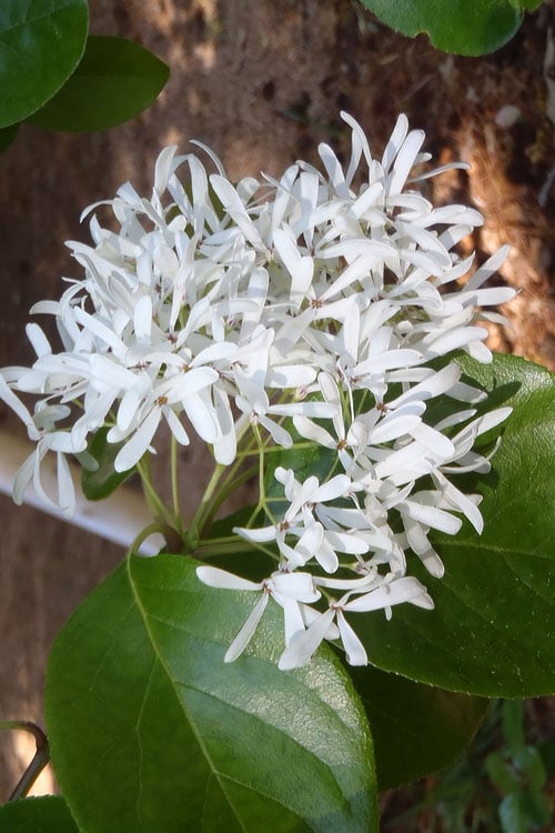  Tokyo Tower Chinese Fringe Tree (Chionanthus Retusus) - 7 Gallon Pot (4-5')