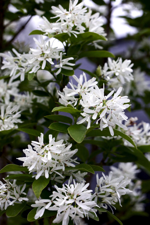  Tokyo Tower Chinese Fringe Tree (Chionanthus Retusus) - 7 Gallon Pot (6-7')