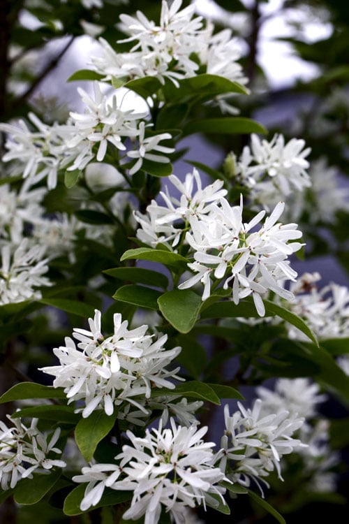 Tokyo Tower Chinese Fringe Tree (Chionanthus Retusus) - 7 Gallon Pot (4-5')